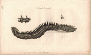 Great Nereis Bristle Worm 1809 Original Engraving Print by Shaw & Griffith