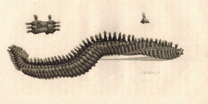 Great Nereis Bristle Worm 1809 Original Engraving Print by Shaw & Griffith