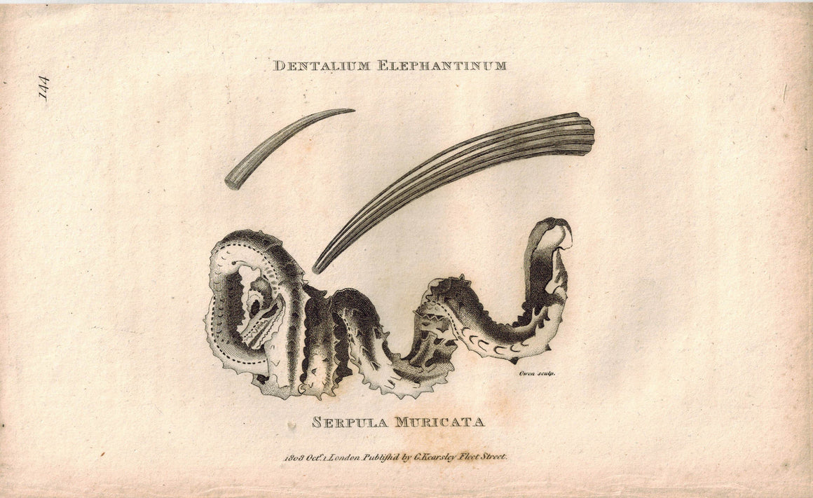 Dentalum Elephantinum Serpula Muricata Worm 1809 Original Engraving Shaw Print
