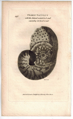 Pearly Nautilus 1809 Original Engraving Print by Shaw & Griffith