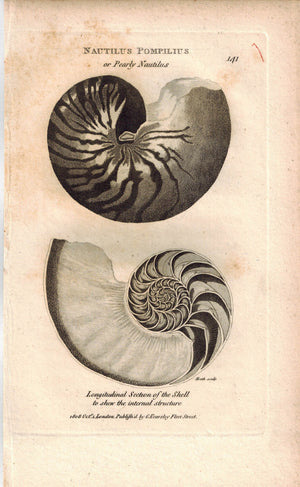 Nautilus Pompilius or Pearly Nautilus Shells 1809 Original Engraving Shaw Print