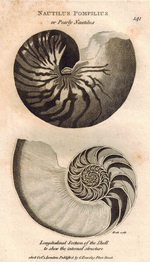 Nautilus Pompilius or Pearly Nautilus Shells 1809 Original Engraving Shaw Print