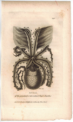 Animal of the granulated or tuberculated Paper Nautilus 1809 Original Shaw Print