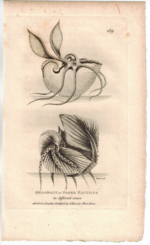 Argonaut or Paper Nautilus 1809 Original Engraving Print by Shaw & Griffith