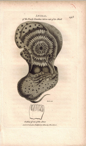 Pearly Nautilus removed from Shell 1809 Original Engraving Shaw