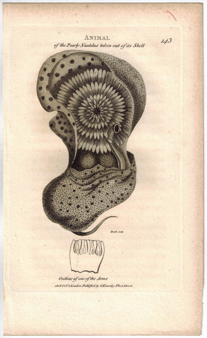Pearly Nautilus removed from Shell 1809 Original Engraving Shaw