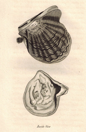 Pearl Muscle Mytilus Margaritiferus Shell 1809 Original Engraving Shaw