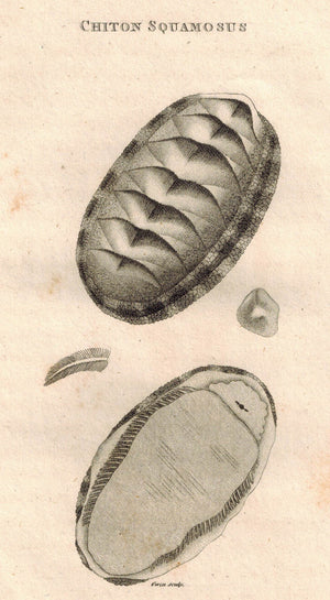 Chiton Squamosus Mollusk 1809 Original Engraving Print by Shaw & Griffith