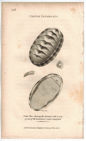 Chiton Squamosus Mollusk 1809 Original Engraving Print by Shaw & Griffith