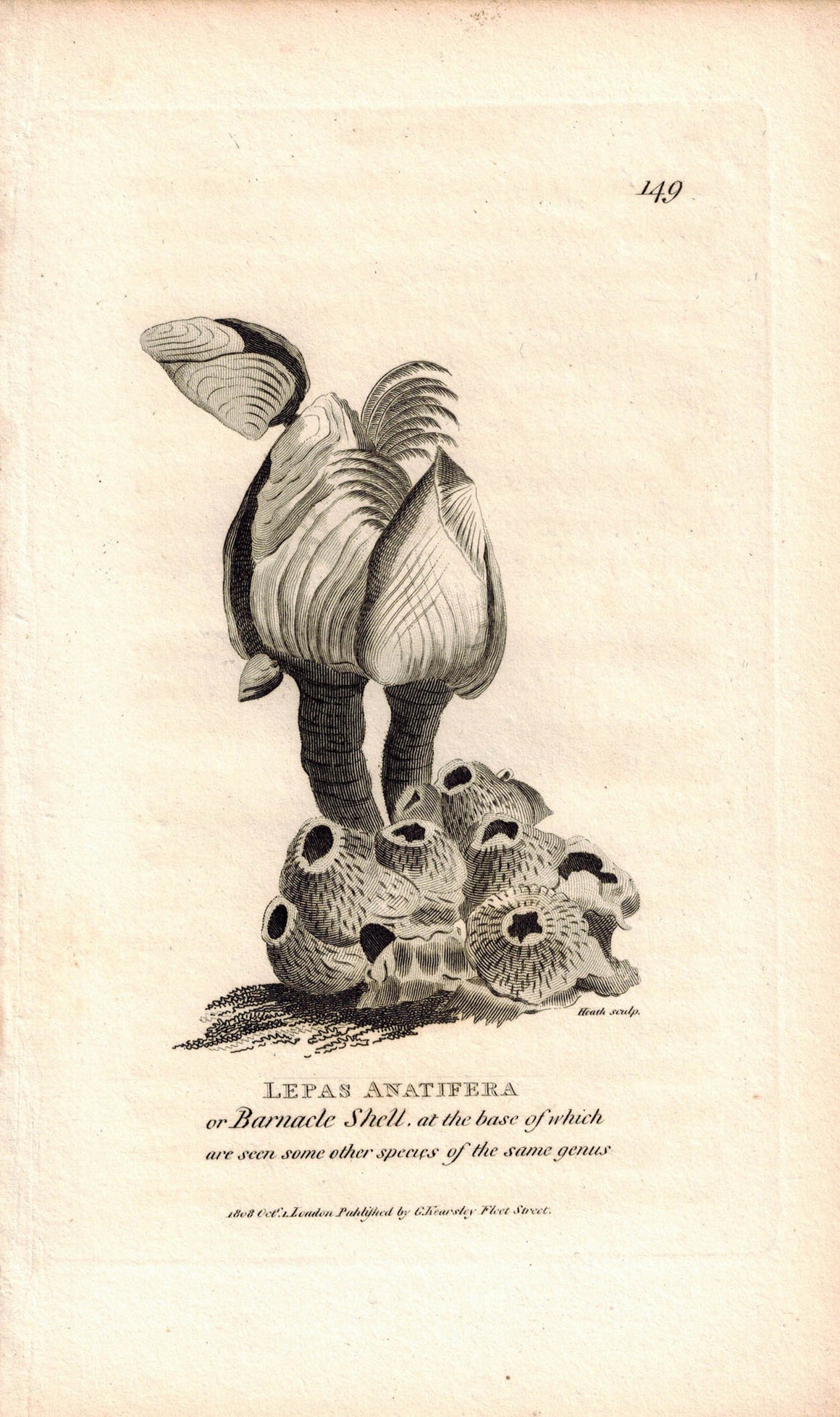 Barnacle Shell Lepas Anatifera 1809 Original Engraving Print by Shaw & Griffith