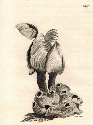 Barnacle Shell Lepas Anatifera 1809 Original Engraving Print by Shaw & Griffith