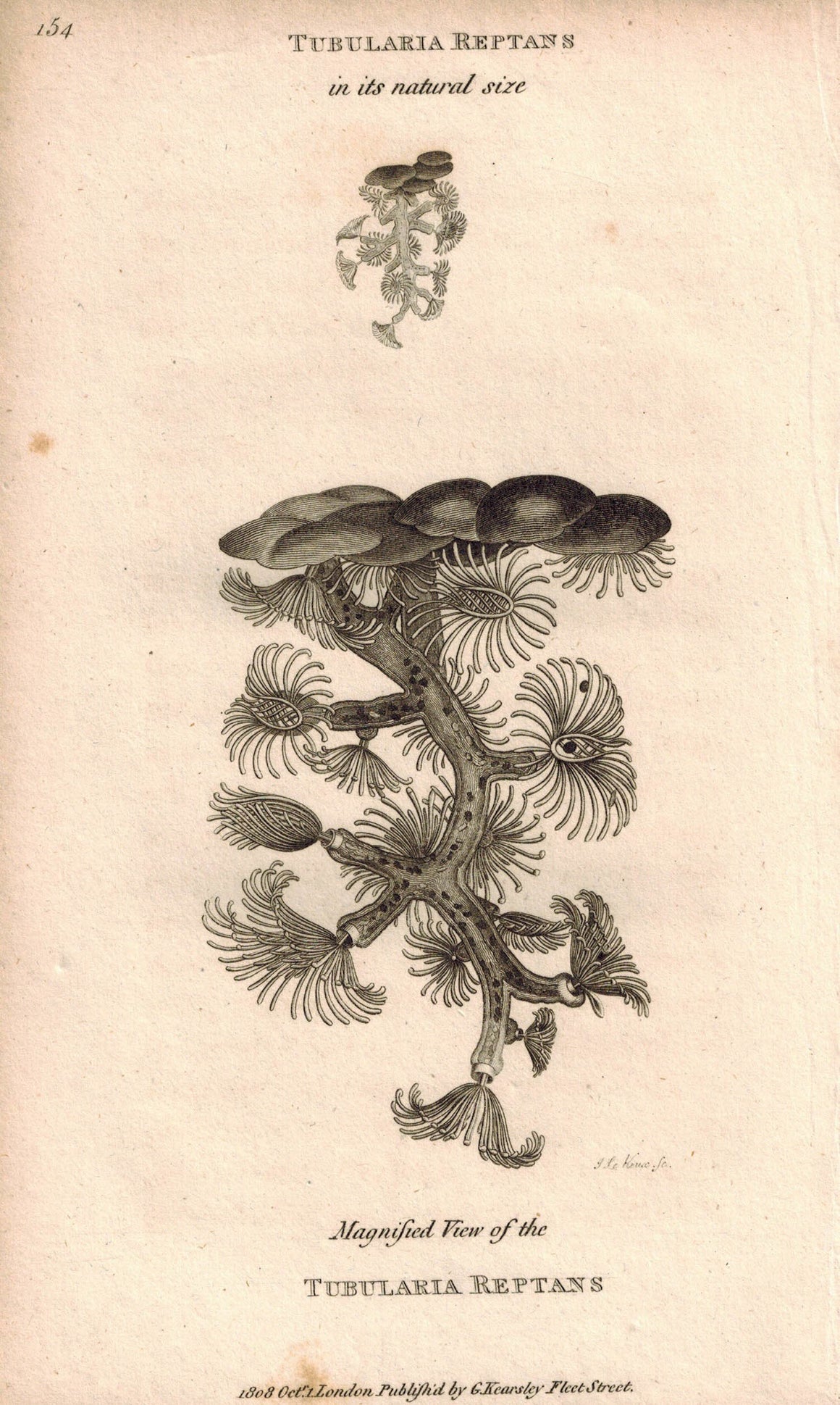 Tubularia Reptans 1809 Original Engraving Fauna Print by Shaw & Griffith