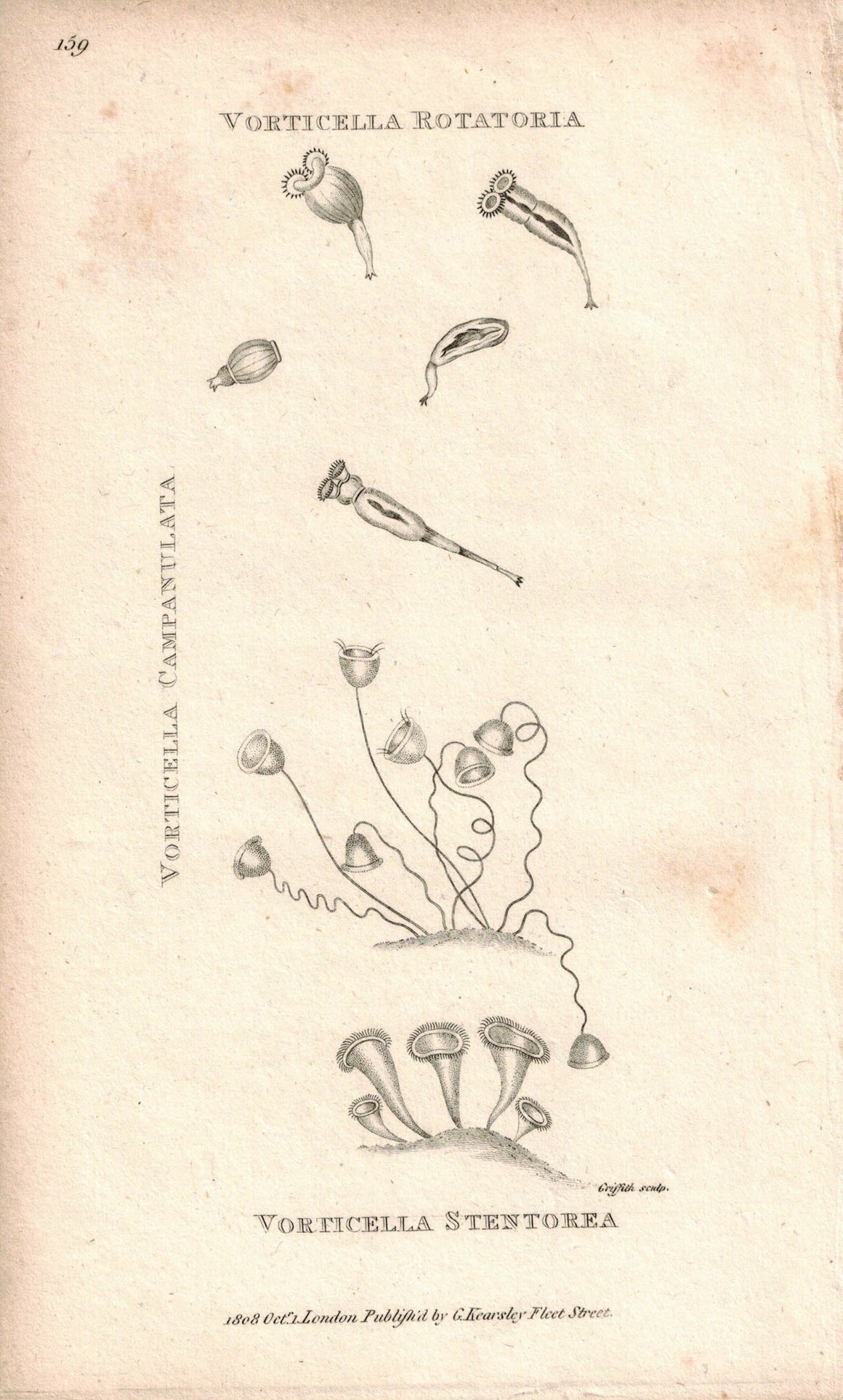 Sealife Vorticella Rotatoria 1809 Original Engraving Fauna Shaw Print