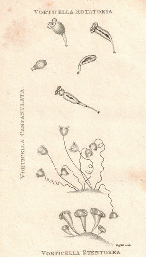 Sealife Vorticella Rotatoria 1809 Original Engraving Fauna Shaw Print