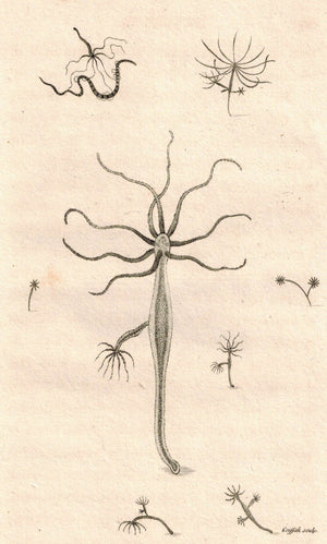 Polypes Hydra Viridis 1809 Original Engraving Fauna Print by Shaw & Griffith