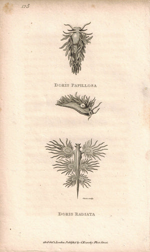 Doris Papillosa & Radiata 1809 Original Engraving Fauna Print by Shaw & Griffith