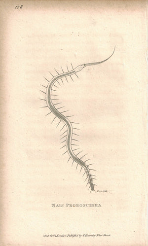 Nais Proboscidea 1809 Original Engraving Print by Shaw & Griffith