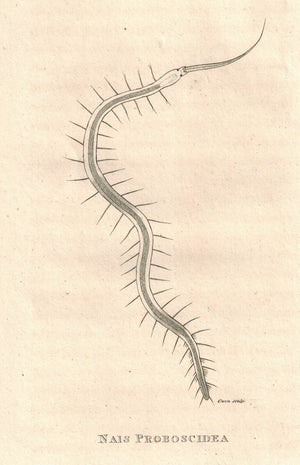 Nais Proboscidea 1809 Original Engraving Print by Shaw & Griffith