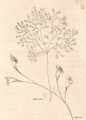 Vorticella Racemosa 1809 Original Engraving Print by Shaw & Griffith