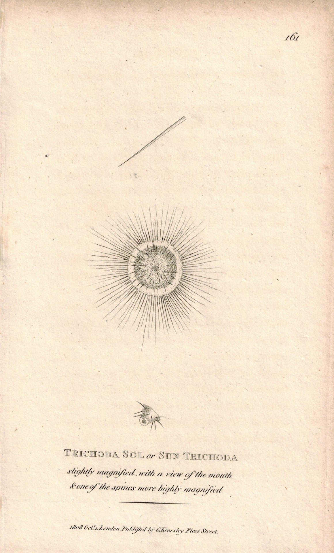 Trichoda Sol or Sun Trichoda 1809 Original Engraving Print by Shaw & Griffith