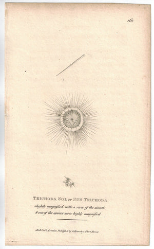 Trichoda Sol or Sun Trichoda 1809 Original Engraving Print by Shaw & Griffith