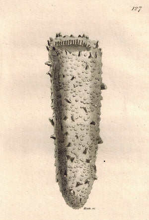 Phosphoric Pyrosoma 1809 Original Engraving Print by Shaw & Griffith