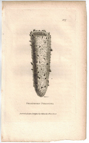 Phosphoric Pyrosoma 1809 Original Engraving Print by Shaw & Griffith