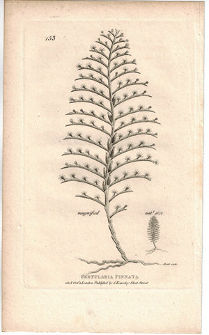 Sertularia Pinnata Sea Pen 1809 Original Engraving Print by Shaw & Griffith
