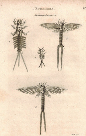 Ephemera Swammerdamiana Larvas 1809 Original Engraving Print by Shaw & Griffith