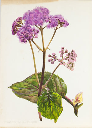Eupatorium Lanthinum 1905 Henry Moon Botanical Flower Print