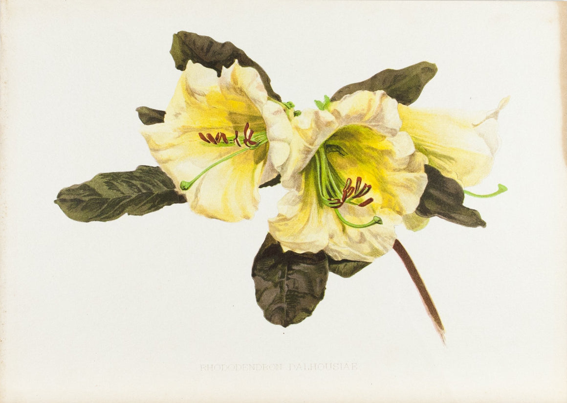 Rhododendron Dalhousiae 1905 Henry Moon Botanical Flower Print
