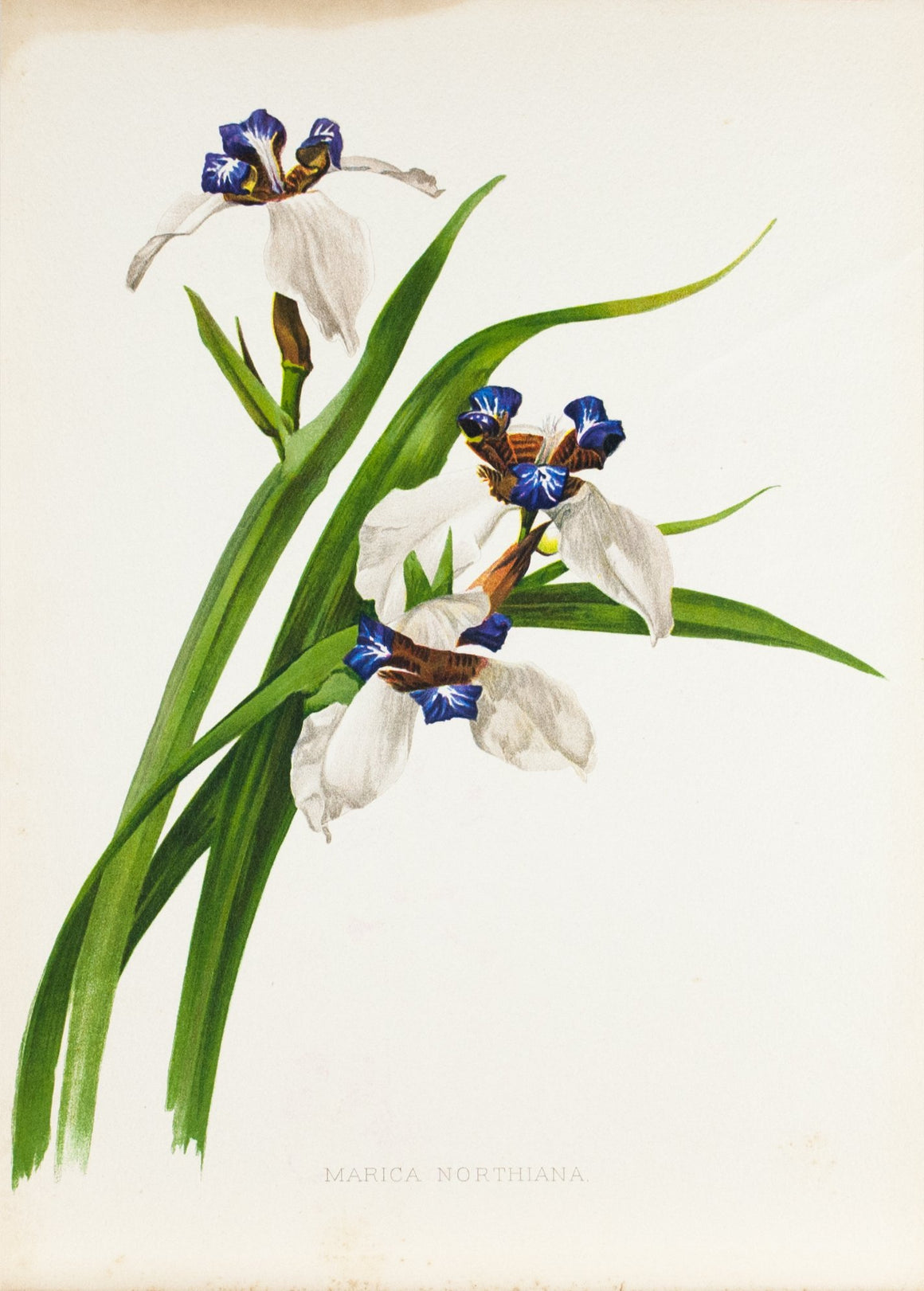 Marica Northiana 1905 Henry Moon Botanical Flower Print