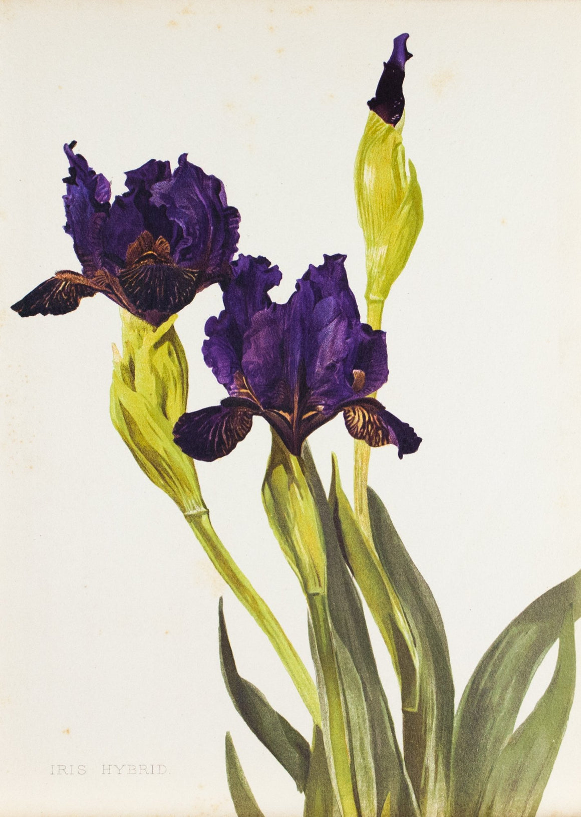 Iris Hybrid 1905 Henry Moon Botanical Flower Print