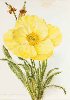 Meconopsis Integrifolia (Lampshade Poppy) 1905 Henry Moon Botanical Flower Print