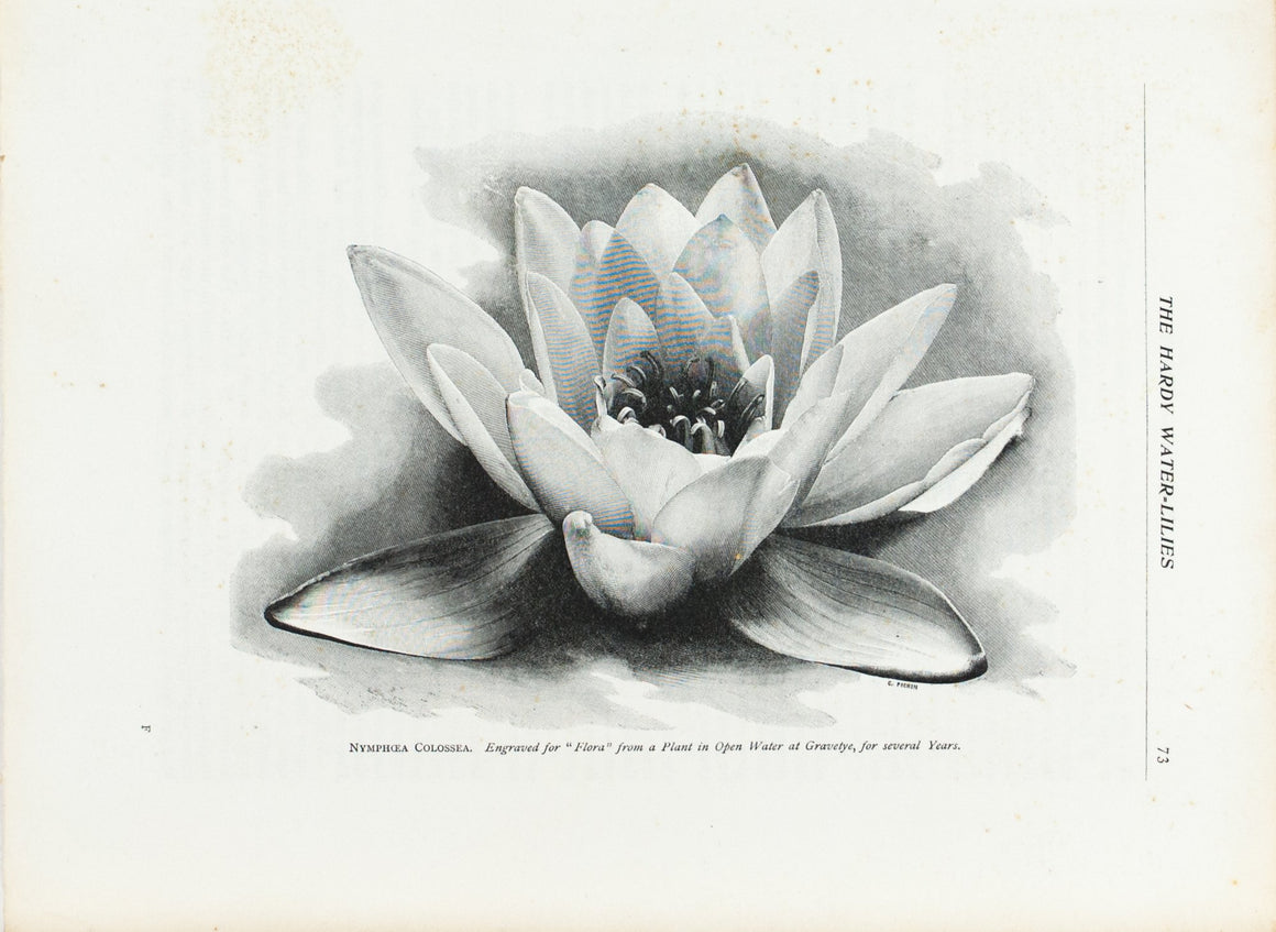 Hardy Water-Lilies 1905 Flora and Sylva Print