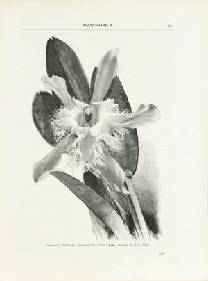 Brassavola Orchid from H.G. Moon drawing 1905 Flora and Sylva Print