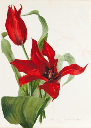 Tulipa Tuberoeniana 1905 Henry Moon Botanical Tulip Flower Print