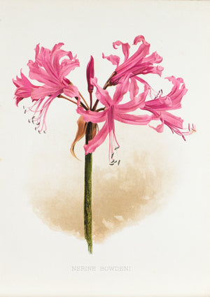 Nerine Bowdeni Bowden Cornish Lily 1905 Henry Moon Botanical Flower Print