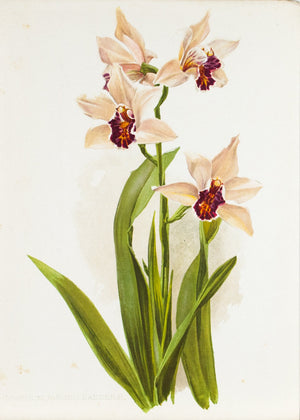 Sander's Cymbidium (Orchid) 1905 Henry Moon Botanical Flower Print