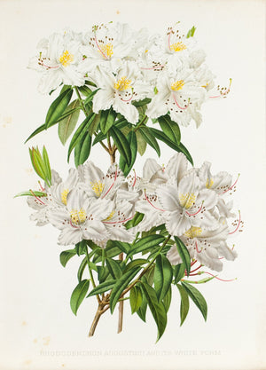 Rhododendron Augustinii and Its White Form 1905 Henry Moon Botanical Print