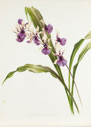 Zygonesia Rolfeana 1905 Henry Moon Botanical Flower Print