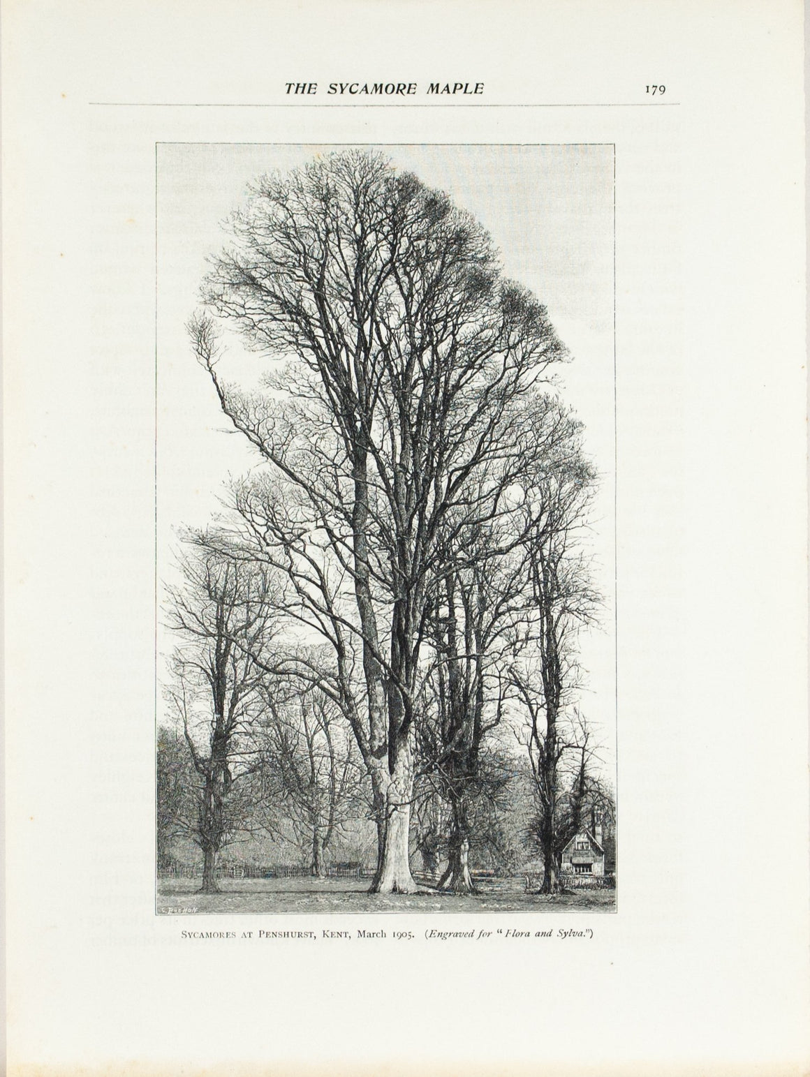 Sycamore at Penshurst Maple Tree by Kent 1905 Flora and Sylva Print