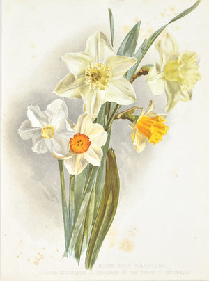 Some New Narcissi 1905 Henry Moon Daffodil Botanical Flower Print