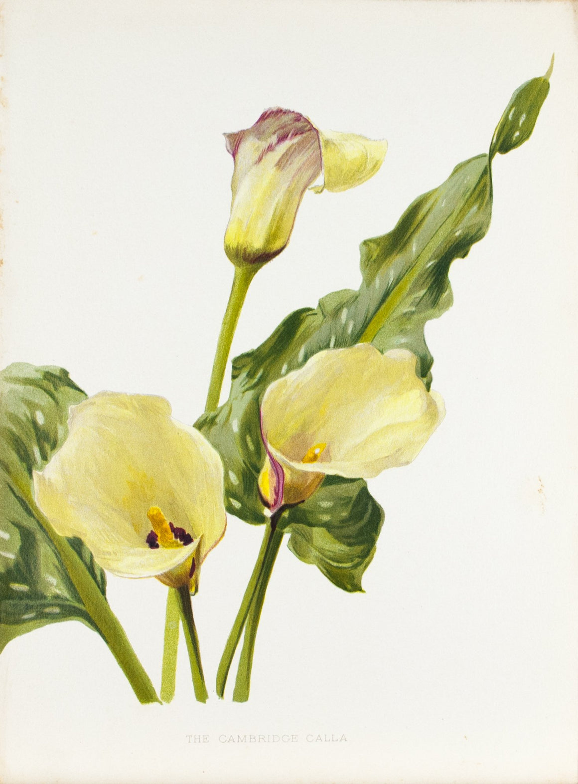 The Cambridge Calla 1905 Henry Moon Botanical Flower Print