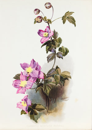 Pink Perfection (Clematis Montana Rubens) 1905 Henry Moon Botanical Flower Print