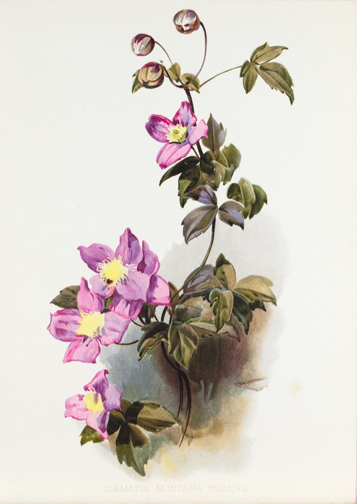 Pink Perfection (Clematis Montana Rubens) 1905 Henry Moon Botanical Flower Print