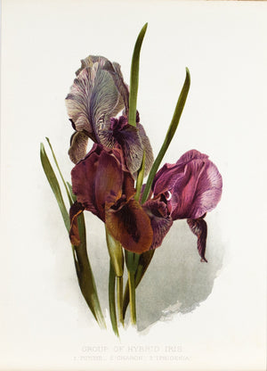Hybrid Iris 1905 Henry Moon Botanical Flower Print