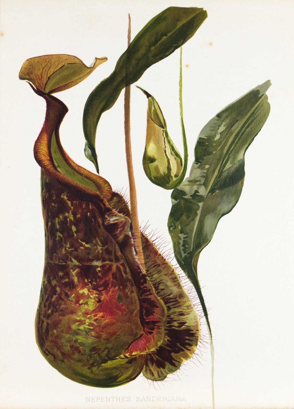 Nepenthes Sanderiana 1905 Henry Moon Botanical Pitcher Plant Print