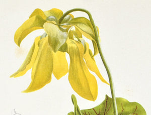 Sarracenia Flava 1905 Henry Moon Botanical Yellow Pitcherplant Print