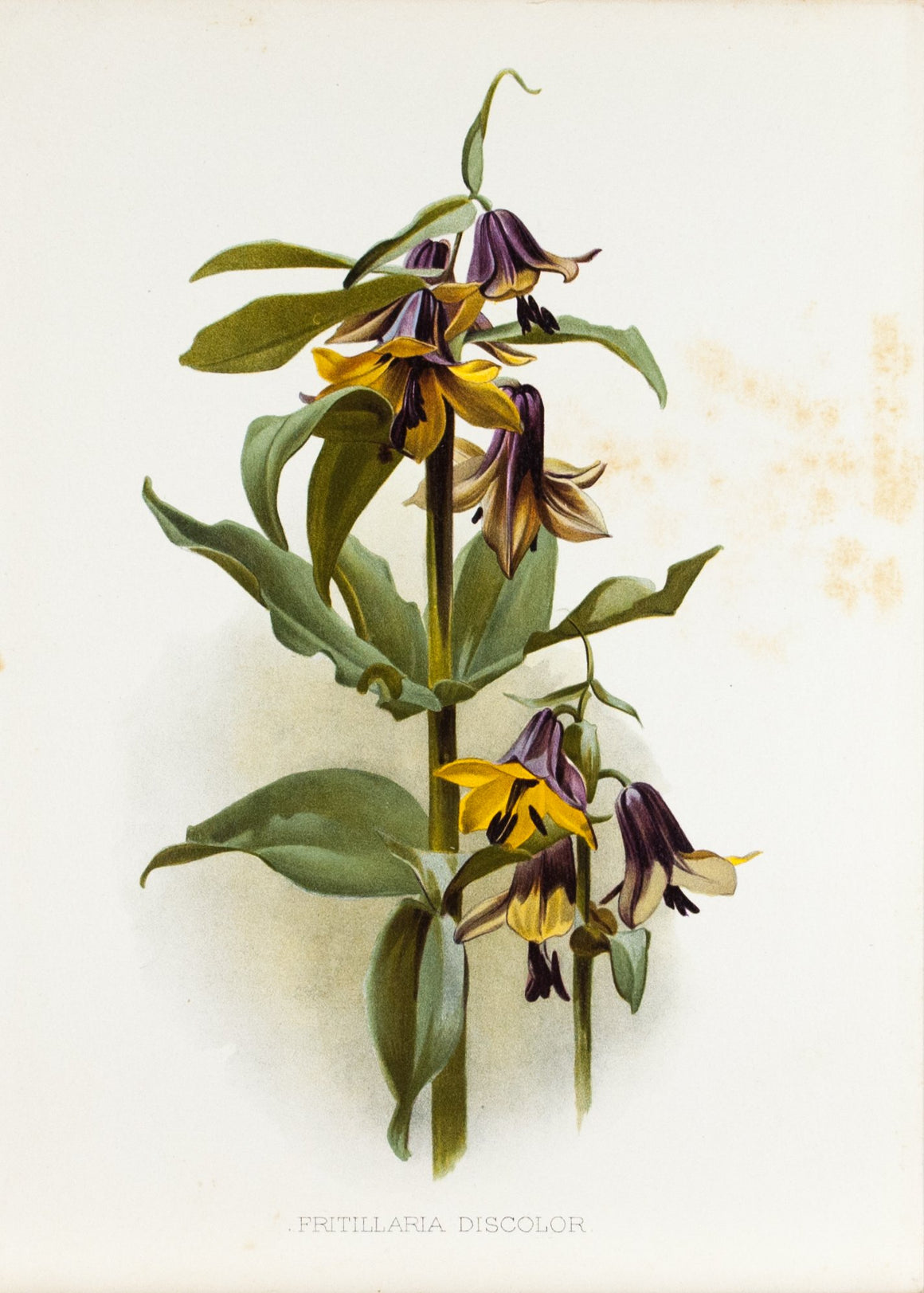 Fritaillaria Discolor 1905 Henry Moon Botanical Flower Print